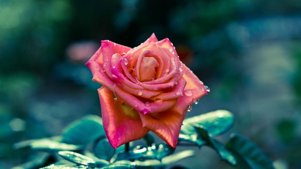 Flowers Rose Petals Stem Focus Wallpaper