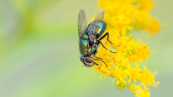 Fly Flower Macro Wallpaper