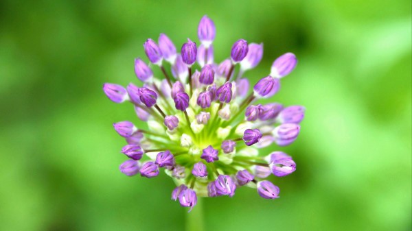 Garlic Flowers Macro wallpaper
