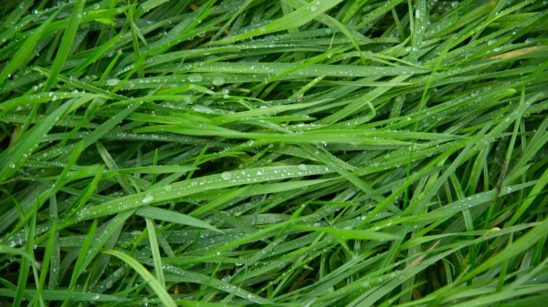 Grass Drops Green wallpaper