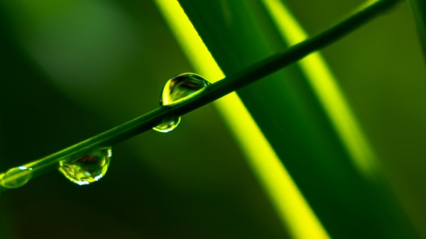 Grass Drops Macro Photography Wallpaper