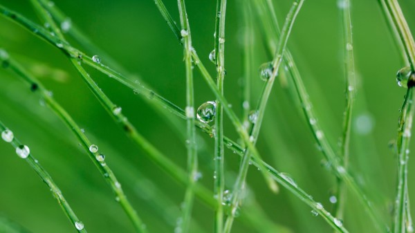 Grass Drops Macro wallpaper