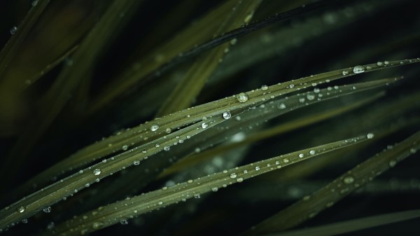 Grass Drops Water Photography wallpaper