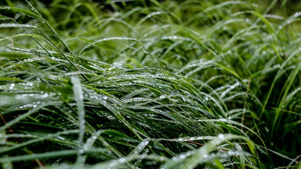 Grass Macro Drops wallpaper