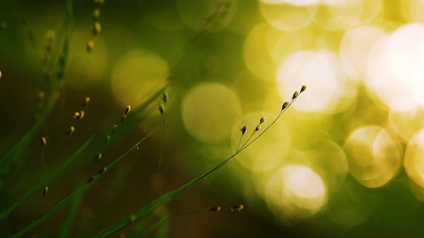 Grass Patches Circles Background Blurre Wallpaper