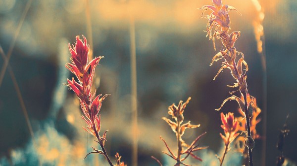 Grass Plant Sunlight wallpaper