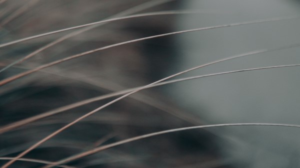 Grass Stems Macro wallpaper