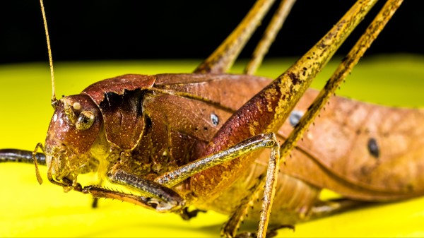 Grasshopper Macro Insect Wallpaper
