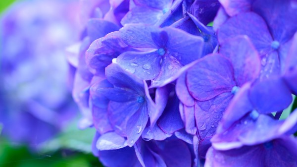 Hydrangea Drops Lilac wallpaper