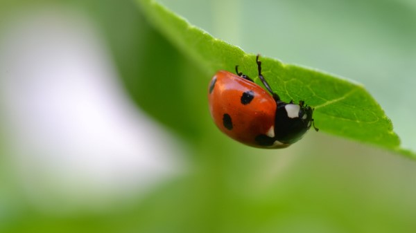 Ladybug Insect Leaf Blur Wallpaper