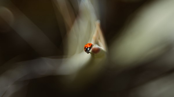 Ladybug Leaf Macro wallpaper