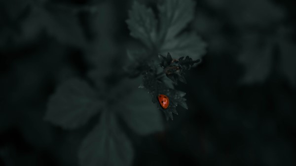 Ladybug Leaf Plants wallpaper