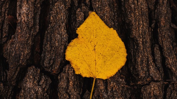 Leaf Bark Macro Wallpaper