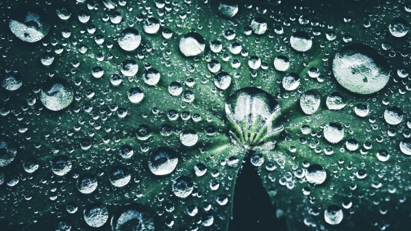 Leaf Drops Close Up Dew Wallpaper