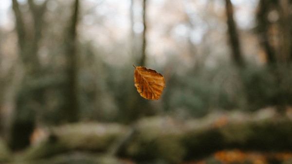 Leaf Dry Macro Wallpaper
