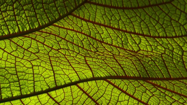 Leaf Macro Green Photography Wallpaper