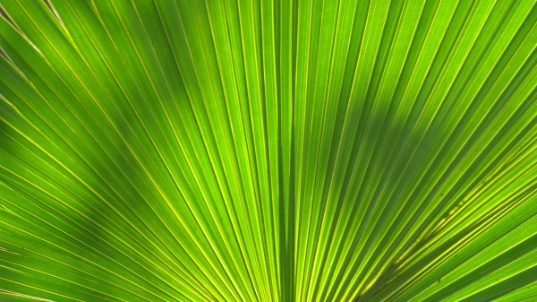 Leaf Stripes Palm Tree Wallpaper