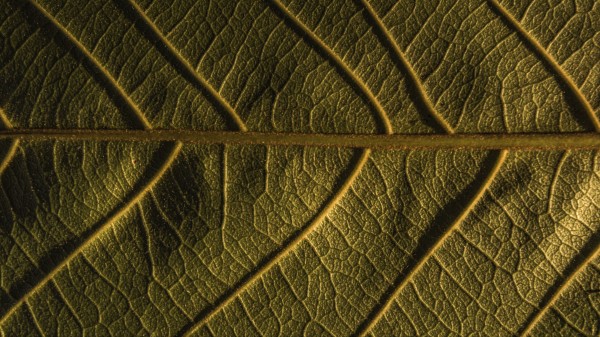 Leaf Veins Plant Wallpaper