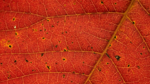 Leaf Veins Red Wallpaper