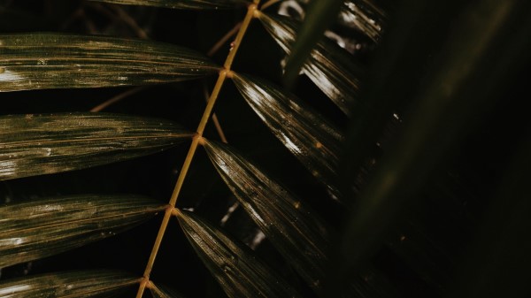 Leaves Branch Plant Wallpaper