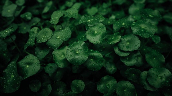 Leaves Dew Macro Wallpaper