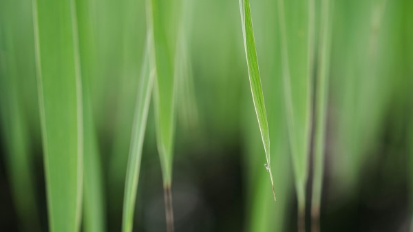 Leaves Grass Macro Wallpaper