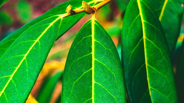 Leaves Green Veins Wallpaper