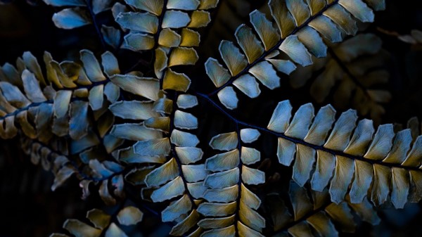 Leaves Plant Carved Wallpaper