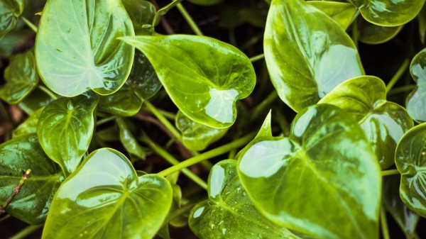 Leaves Wet Water Wallpaper