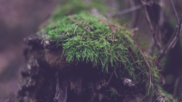 Log Moss Macro Wallpaper