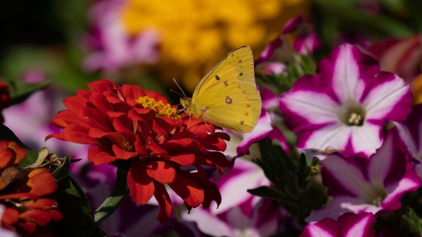 Photography Butterfly Flower Macro Wallpaper