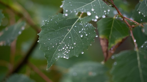 Photography Leaf Drops Macro Wallpaper