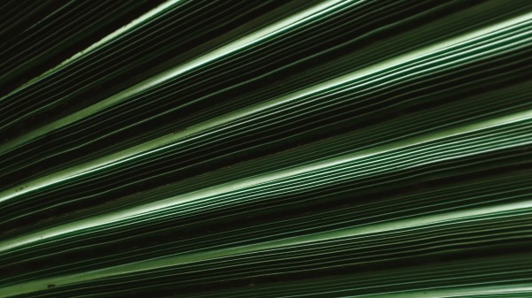 Photography Leaf Macro Stripes Wallpaper