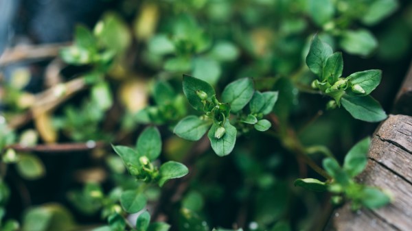 Plant Green Macro wallpaper