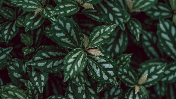 Plants Leaves Green Photography Wallpaper