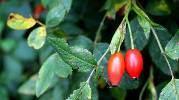 Rosehip Fruits Berries Branches Wallpaper