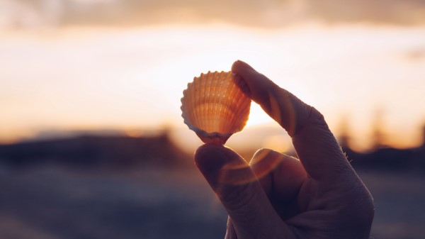 Shell Hands Sunlight Wallpaper