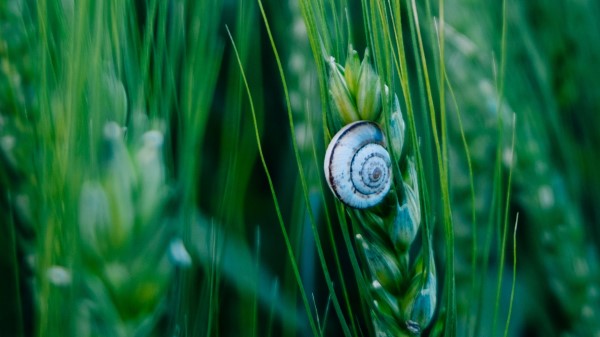Snail Shell Macro Wallpaper