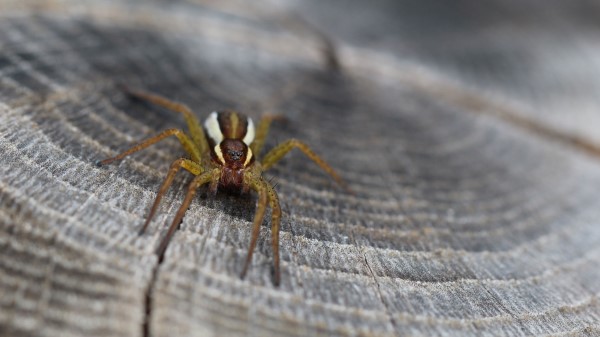 Spider Insect Close Up Wallpaper