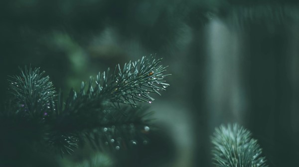Spruce Branches Needles Wallpaper