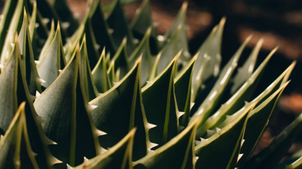 Succulent Plant Macro Wallpaper