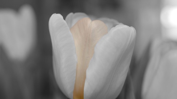 Tulip Flower Bud Petals Blur Wallpaper