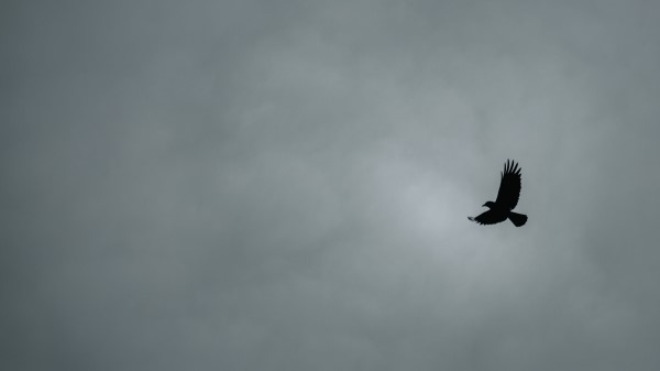 Bird Flight Minimalism Bw Wallpaper