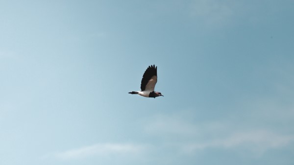 Bird Flight Wings wallpaper