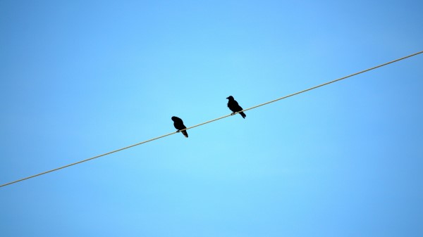 Birds Wire Sky Wallpaper
