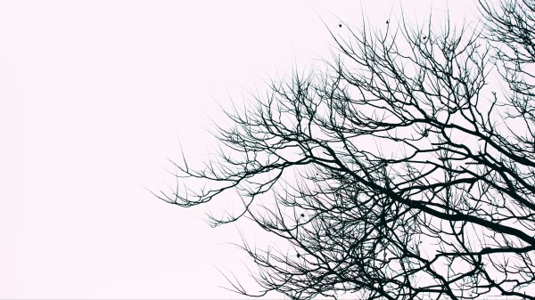 Branches Sky Bw Wallpaper
