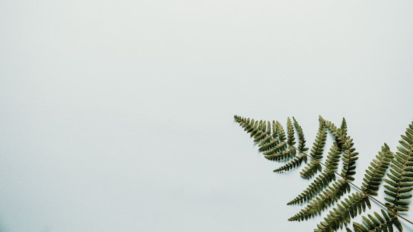Fern Branch Leaves Wallpaper
