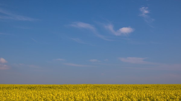 Field Horizon Flowers Wallpaper