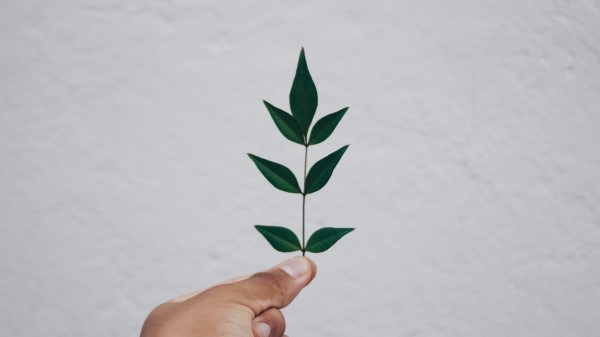 Leaf Hand Branch Wallpaper