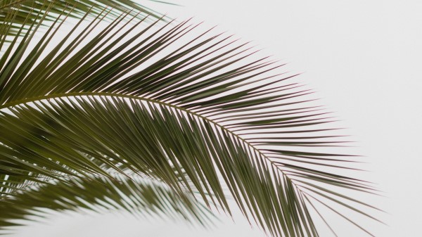 Palm Branch Leaves Wallpaper